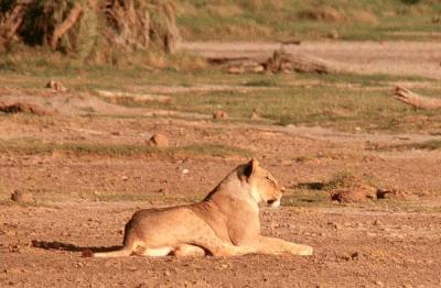 amboseli lion