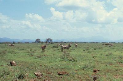 amboseli zebra