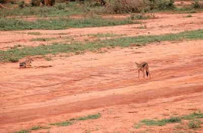 tsavo black backed jackal