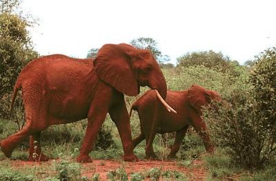tsavo elephant with daughter