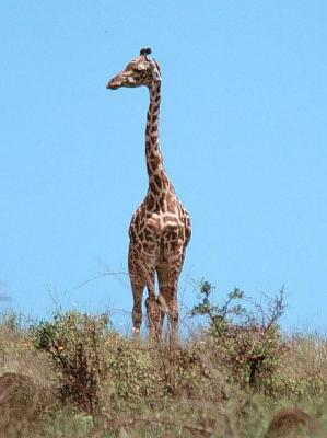 tsavo giraffe ridge