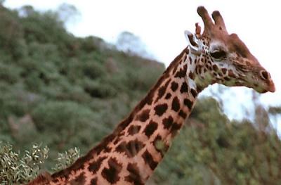 tsavo giraffe with bird
