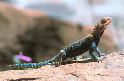 tsavo  ngulia Rock Agama