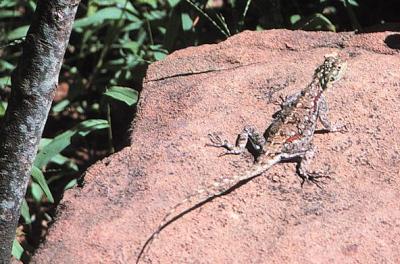 tsavo  ngulia chameleon