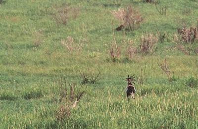 tsavo secretary bird