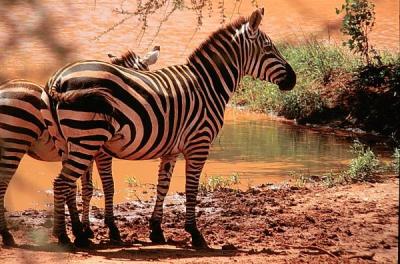 tsavo zebra at water