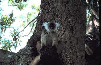 nosy komba village lemur sit.ting