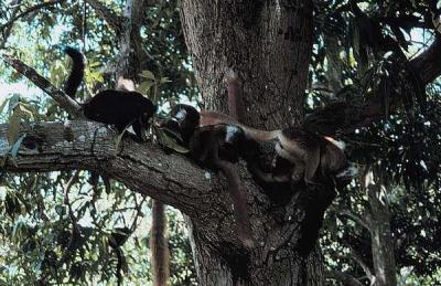 nosy komba village lemurs