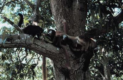 g4/55/662155/3/59676178.3nosykombavillagelemurs.jpg