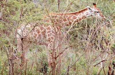 hluhluwe  giraffe