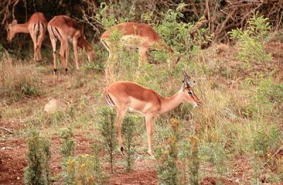 hluhluwe impala