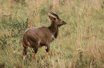 hluhluwe nyala