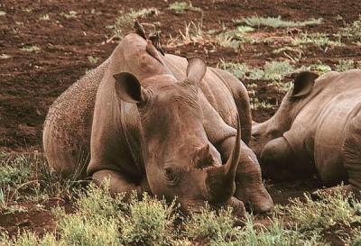 hluhluwe rhino with oxpeckers
