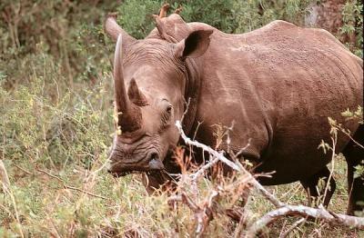 hluhluwe rhino with oxpeckers