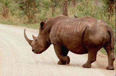 hluhluwe rhino in road