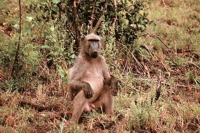 hluhluwe sitting baboon