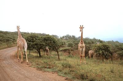 tala giraffe in road