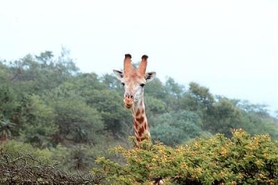 tala giraffe over tree