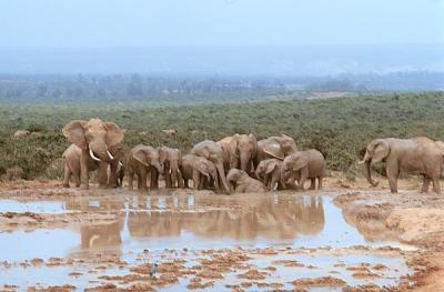 addo elephant group in water