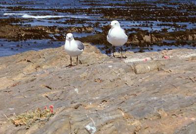 robben island gulls
