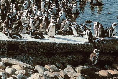 robben island penguins
