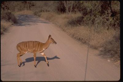 Kudu