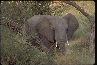 Elephant