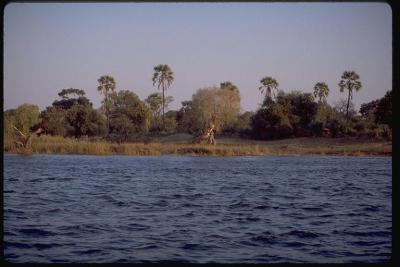 g4/55/662155/3/59983800.9.22ZambeziRiver.jpg