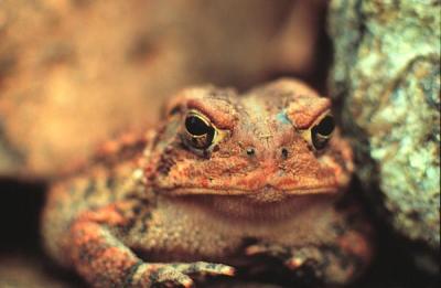 North American Toad