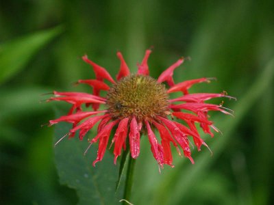 Monarda