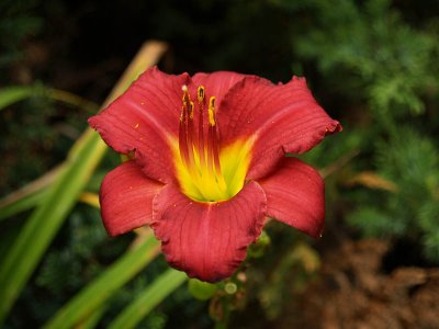 Daylilly