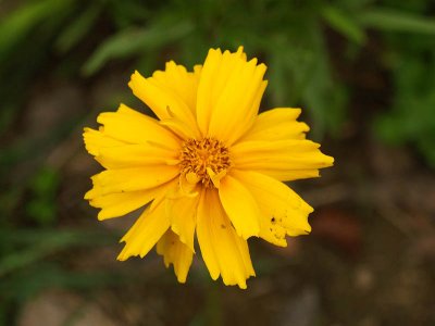 Coreopsis