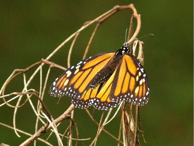 Monarch Butterfly