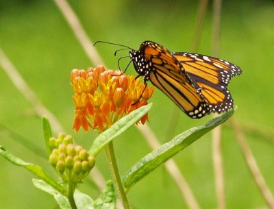 Monarch Butterfly on Butterfly Weed