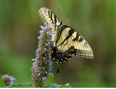 Eastern Tiger Swallowtail on Agastache