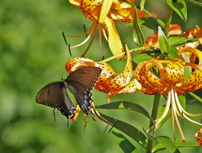 Eastern Tiger Swallowtail on Tiger Lily