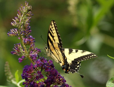 Eastern Tiger Swallowtail on Butterfly Bush