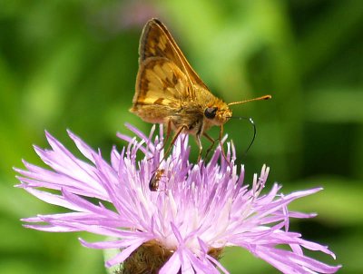 Peck's Skipper on Meadow Thistle