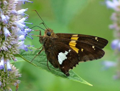Silver-spotted Skipper on Agastache