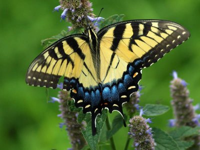 Eastern Tiger Swallowtail on Agastache