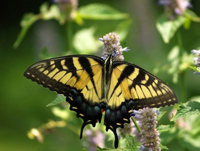 Eastern Tiger Swallowtail on Agastache