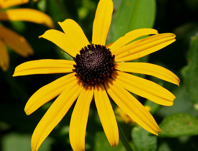 Blackeyed Susan 'Goldstrum'