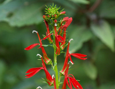 Cardinal Flower