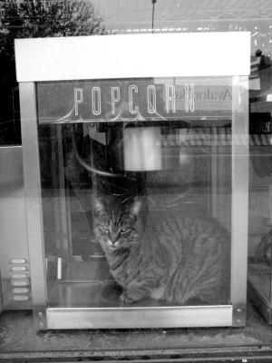 how much is that cat in the popcorn machine?