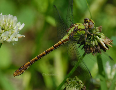 Ophiogomphus rupinsulensis (Rusty Snaketail) f