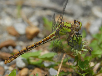 Ophiogomphus rupinsulensis (Rusty Snaketail) f