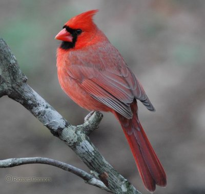 Cardinal