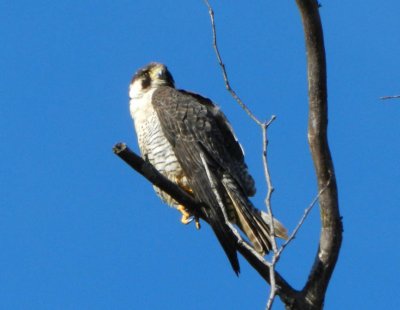  Peregrine falcon 