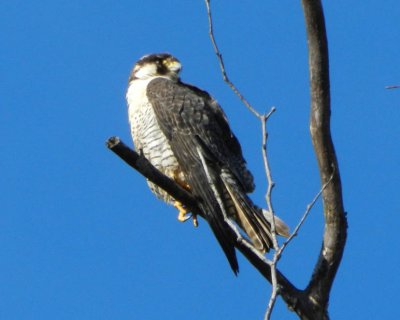 Peregrine falcon