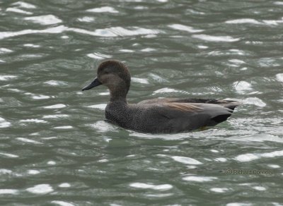 Gadwall m.